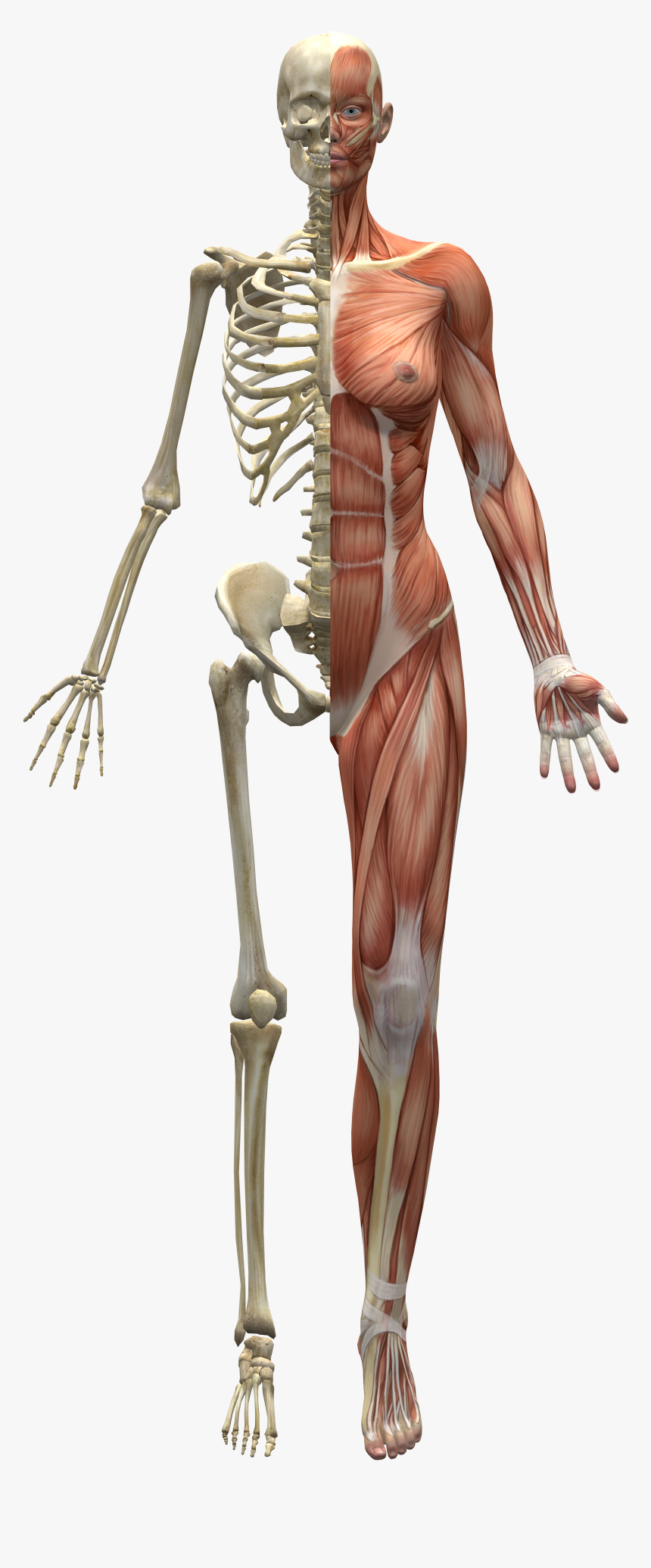 Skeleton And Muscles, HD Png Download