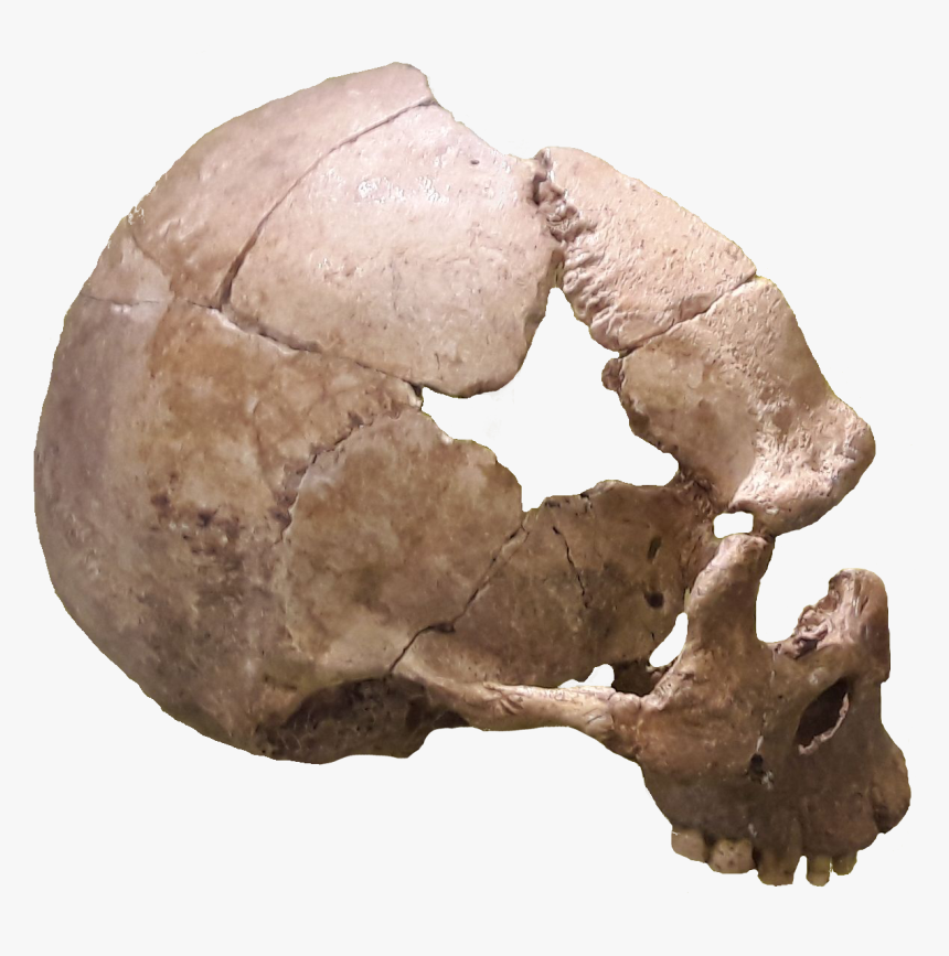 Skull, HD Png Download