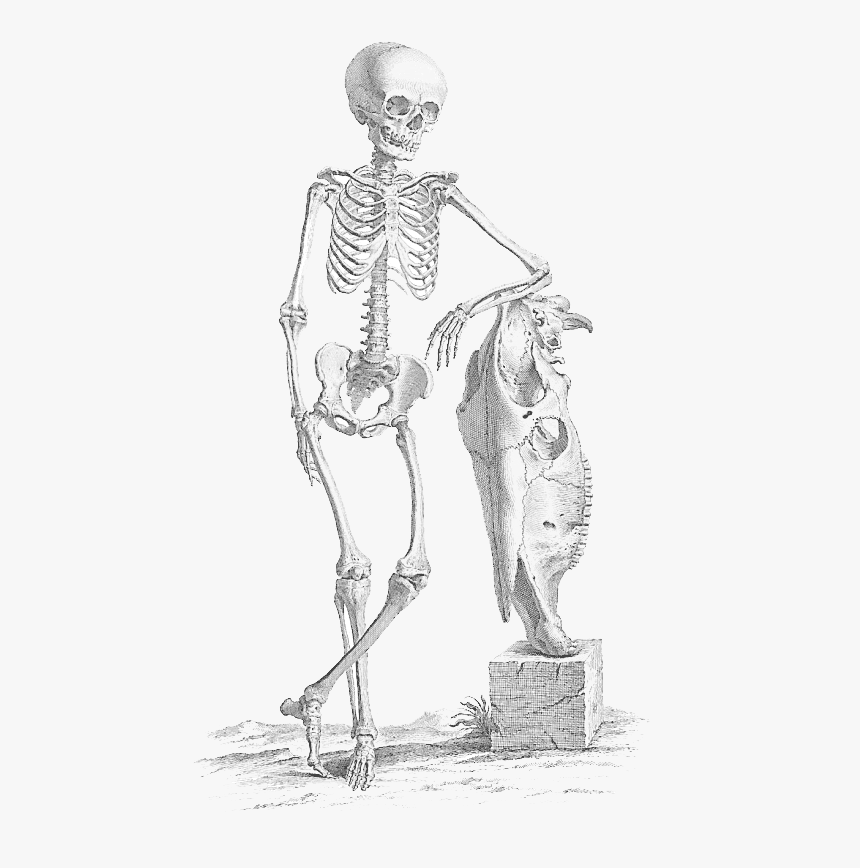 Halloween Skeleton Png File - William Cheselden, Transparent Png