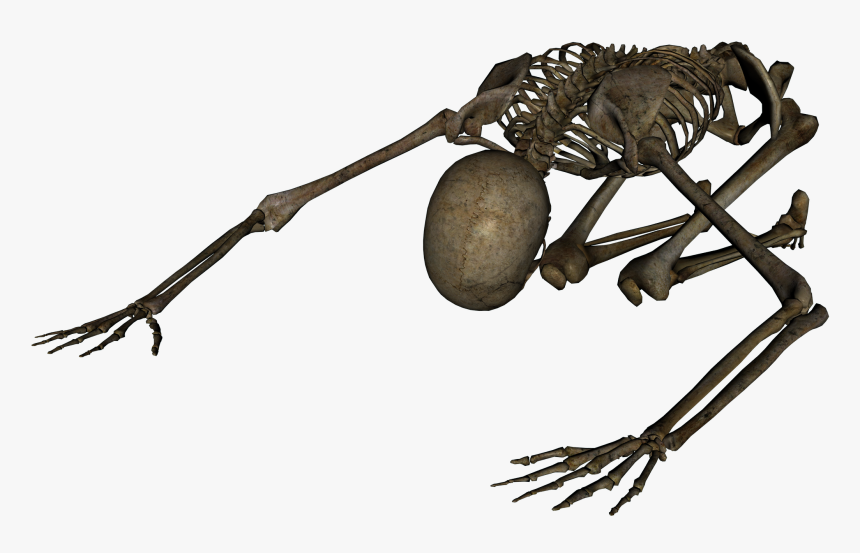 Download Skeleton Transparent - All Background Images Png, Png Download