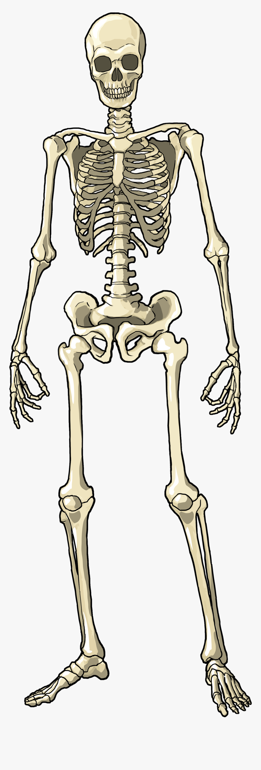 Knee - Skeleton Full Body Png, Transparent Png