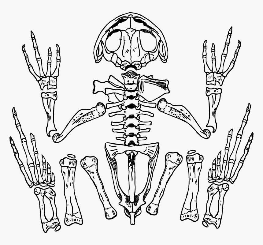 Skeleton Frog Bones Skull Anatomy Biology - Frog Skeleton Transparent, HD Png Download