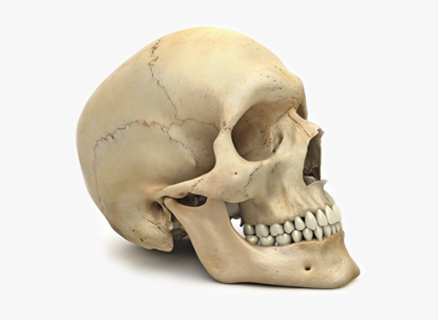 Skeleton Png Free Download - Human Skull No Background, Transparent Png