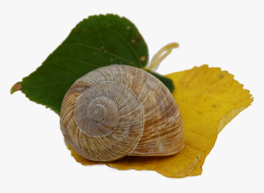 Autumn, HD Png Download