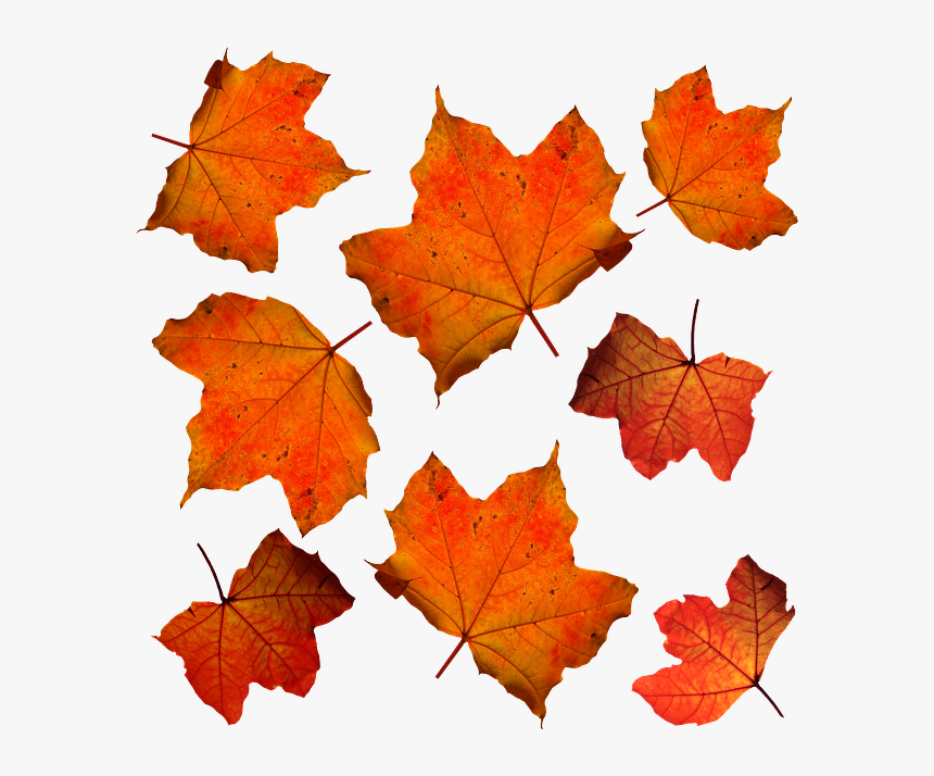 Orange Leaves, HD Png Download