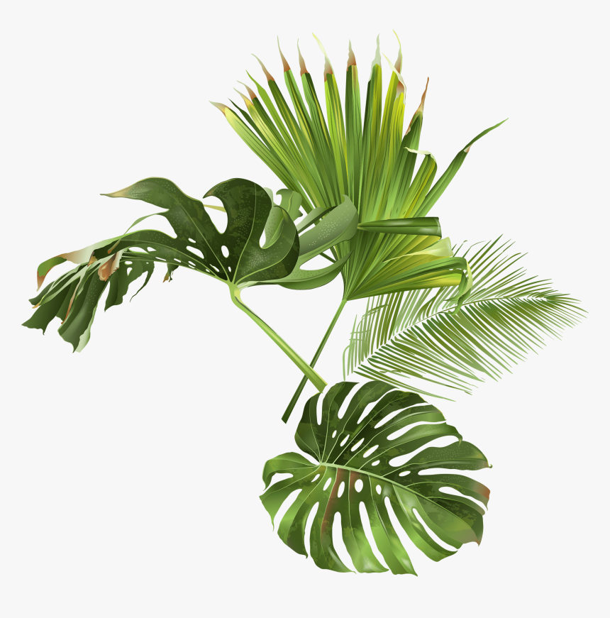 Palm Beach Png, Transparent Png