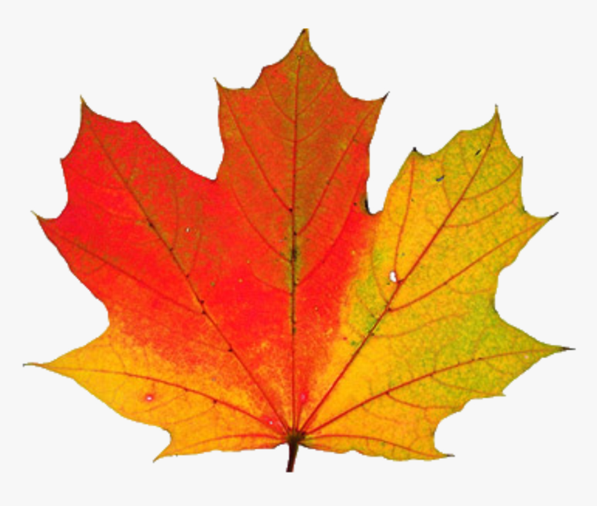Download Thanksgiving Transparent Png - Clipart Transparent Fall Leaf Gif, Png Download