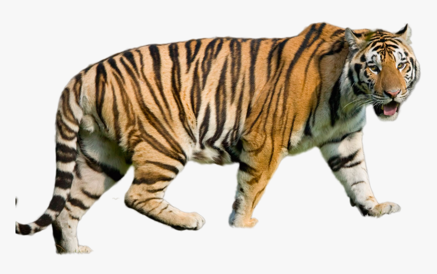 Tiger Png Image - Louisiana State University, Transparent Png