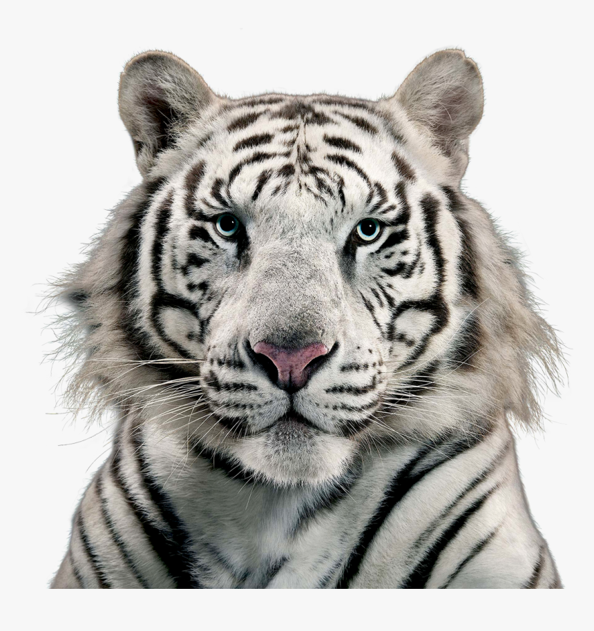 White Tiger Png Image - Free White Tiger Png, Transparent Png