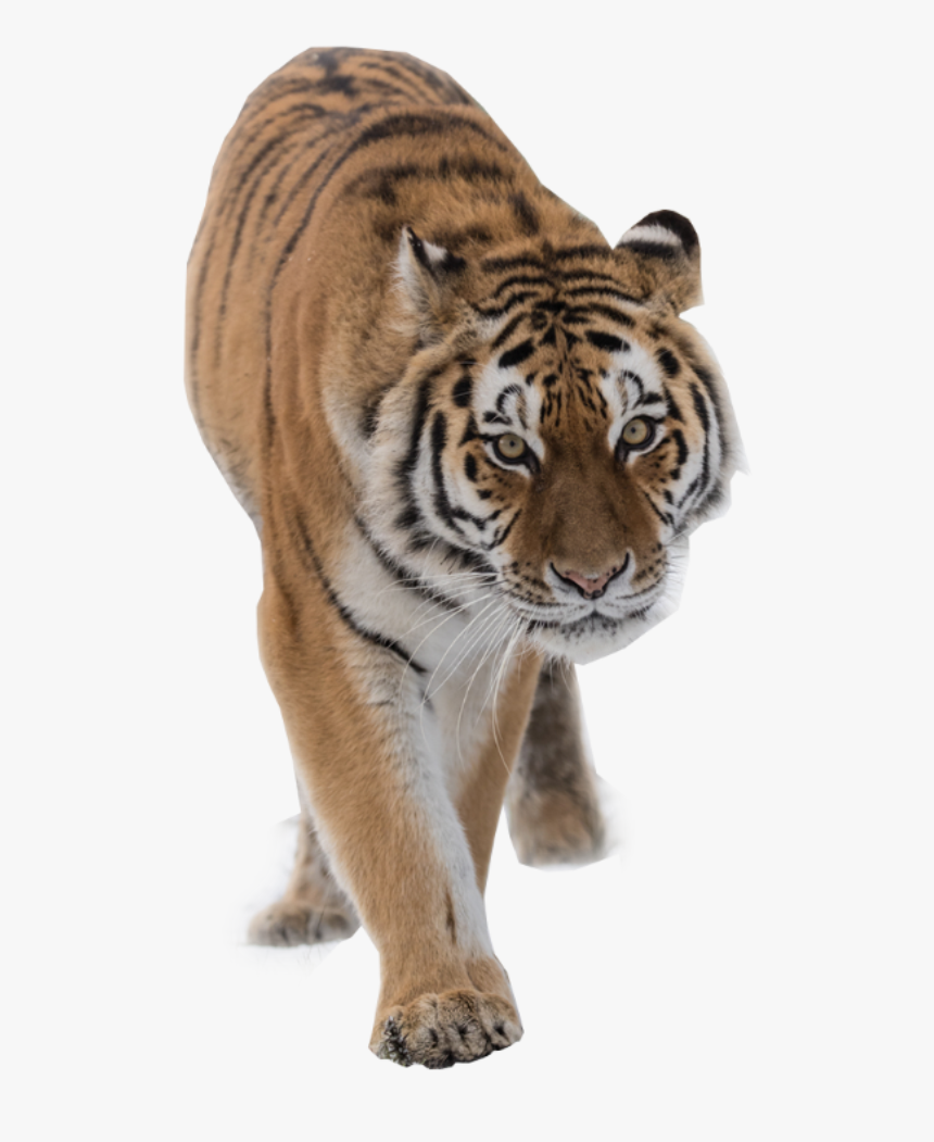 Тигрица на белом фоне. Тигренок на белом фоне. Писатель тройнин владимир книга год тигра. Илья лагутенко "я тигр". Амурский тигр красная книга.