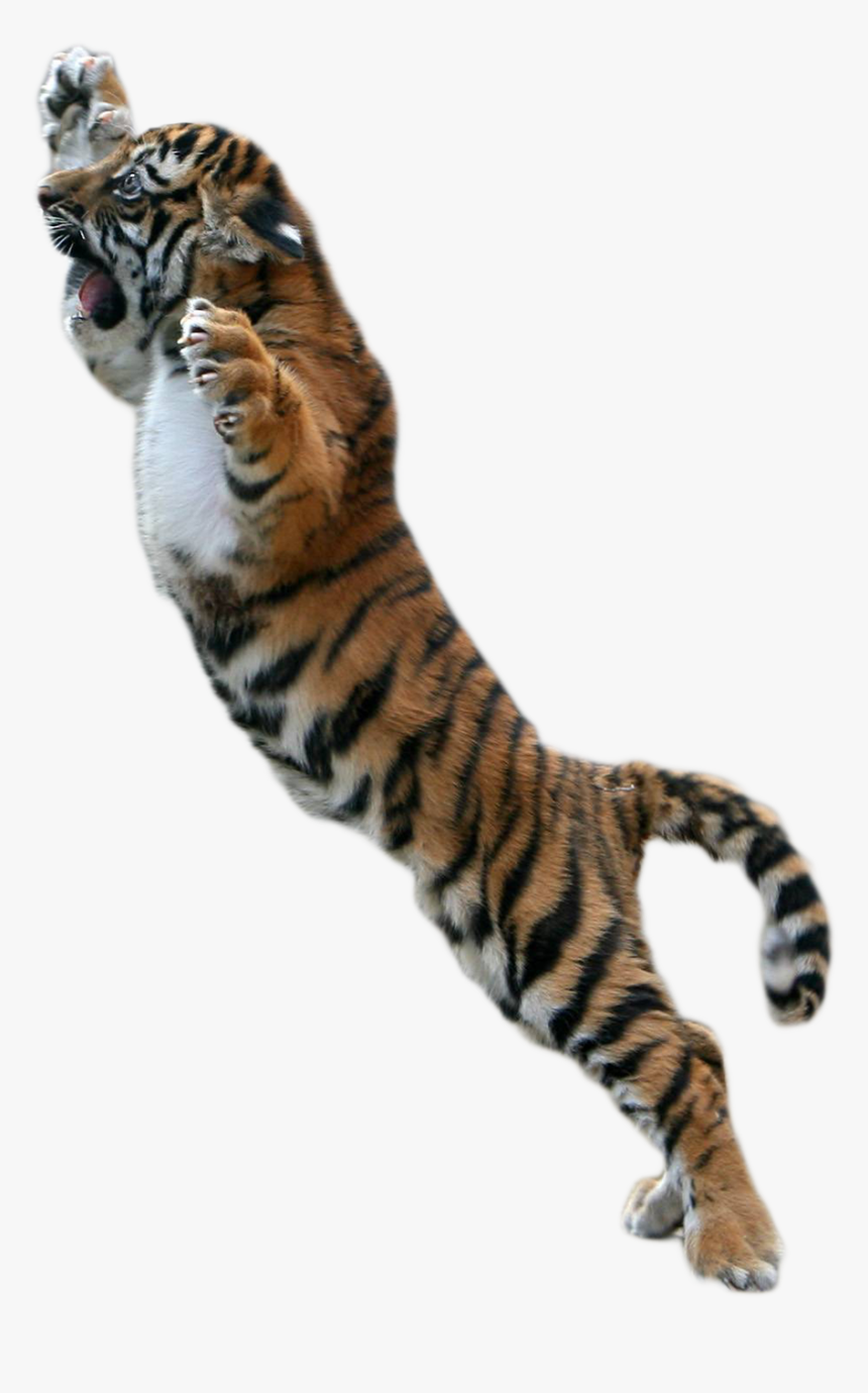 Png Tiger For Picsart, Transparent Png