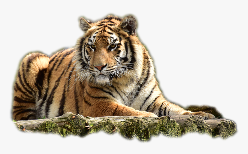 Bengal Tiger Png Image - Transparent Background Tiger Png, Png Download