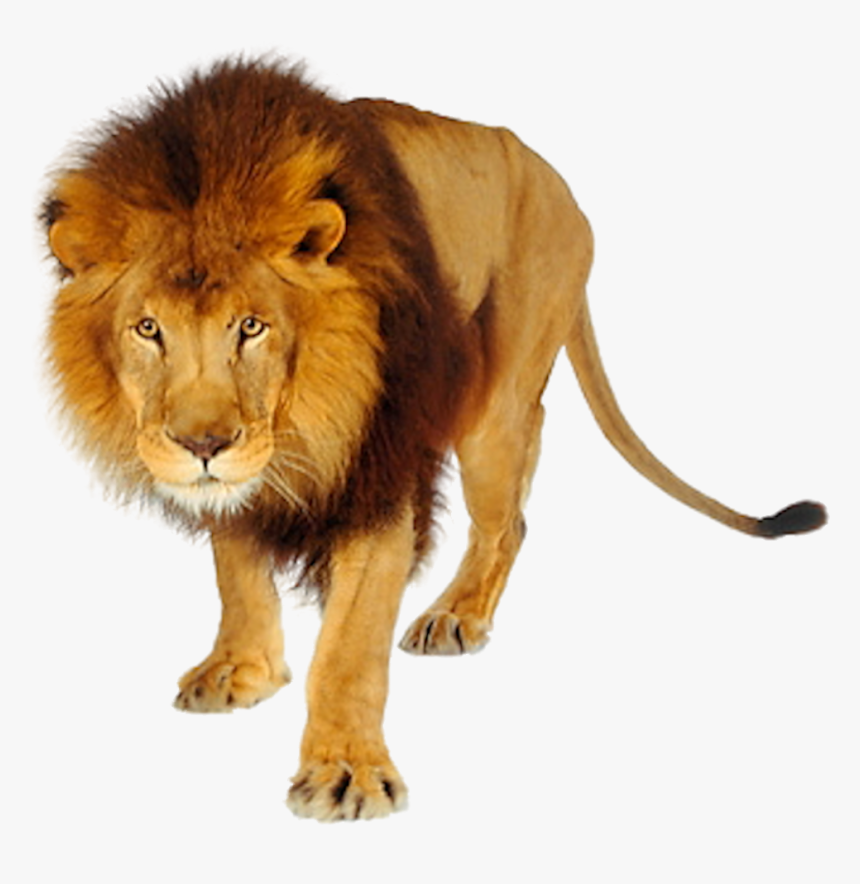 Transparent Tiger Png Hd, Png Download