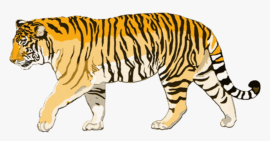 Walking Tiger Png Photo - Siberian Tiger Clipart, Transparent Png
