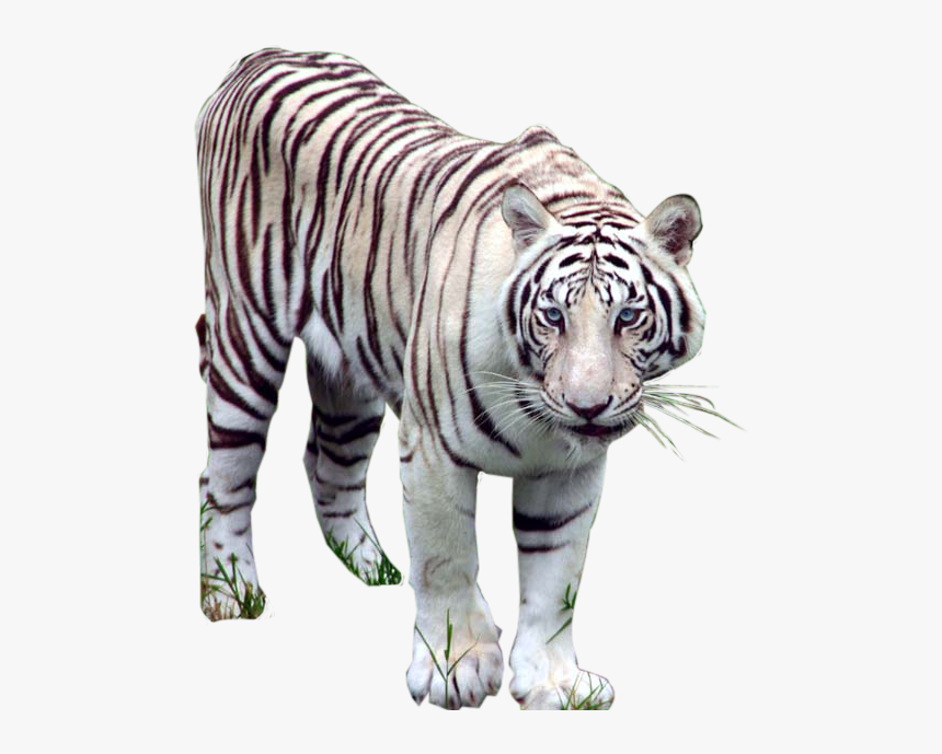 White Tiger Images - White Tiger Png, Transparent Png