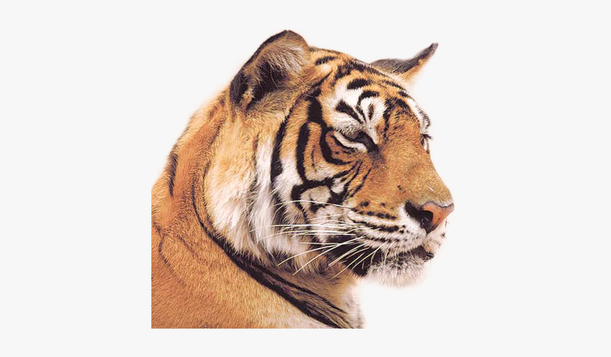Tiger Png Image - Indian Tiger, Transparent Png