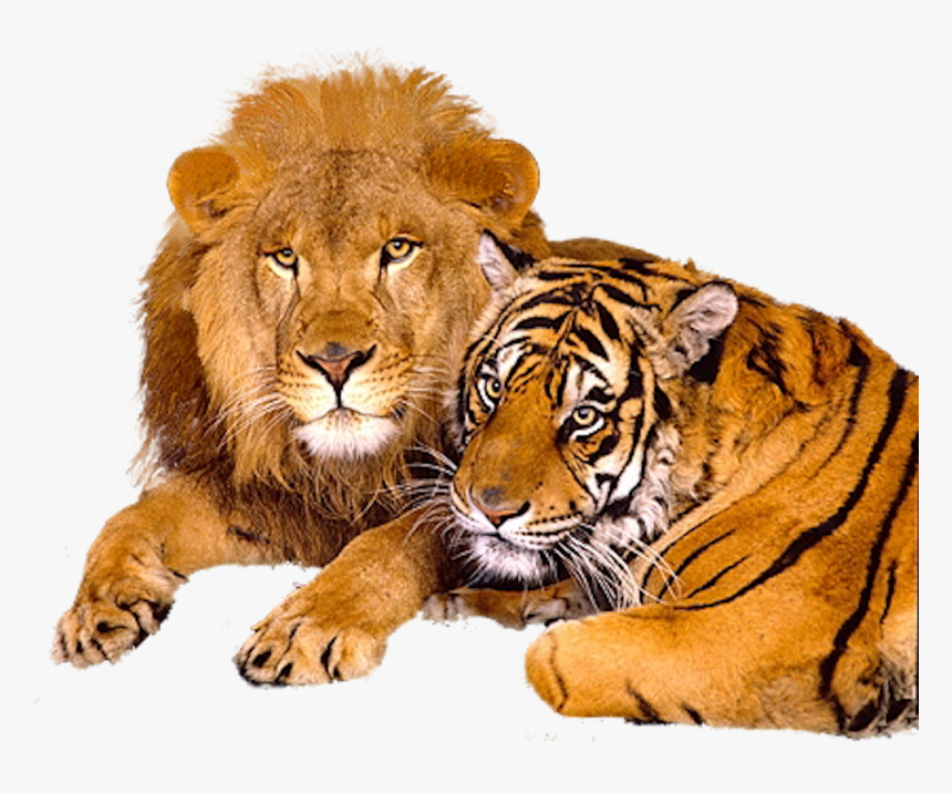 Lion And Tiger Png - Beautiful Lion Image Download, Transparent Png