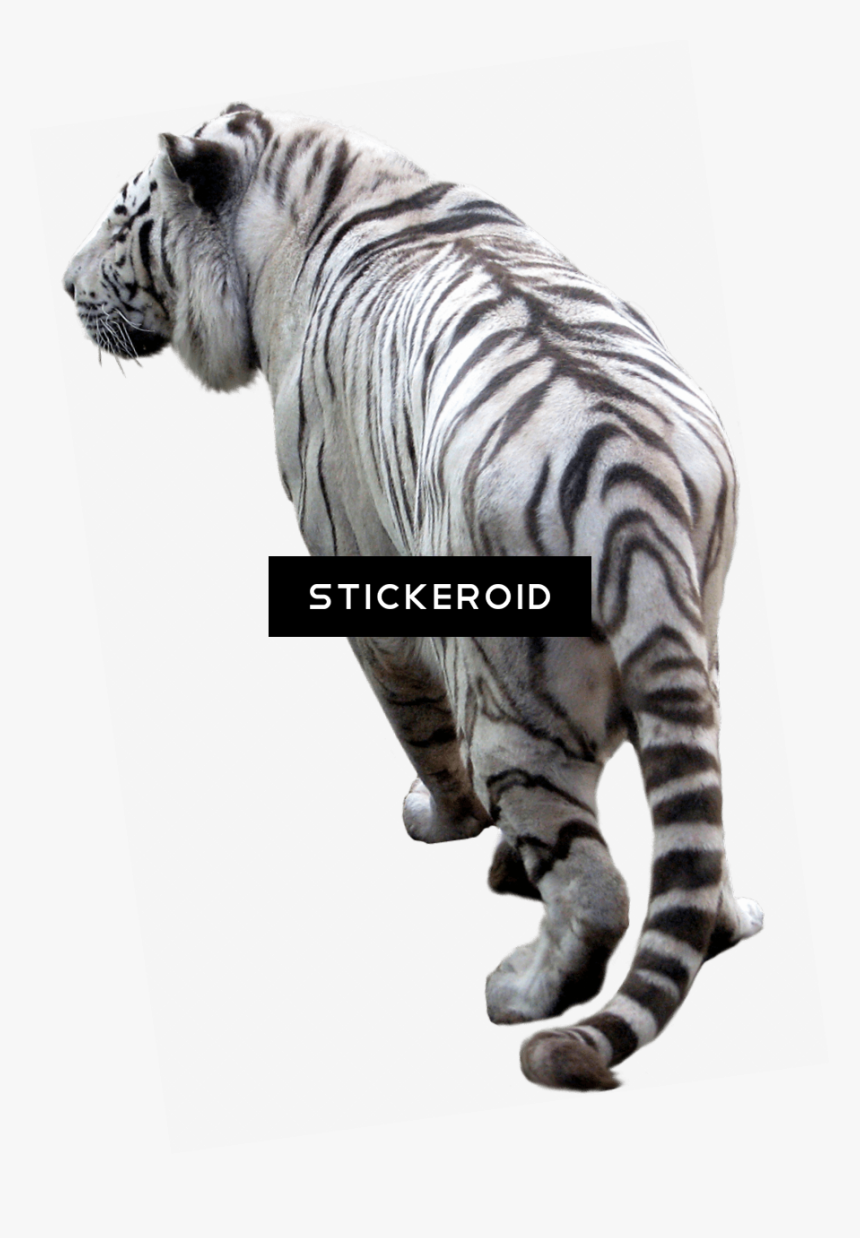 Transparent Tiger Png - Picsart Png Background Tiger, Png Download
