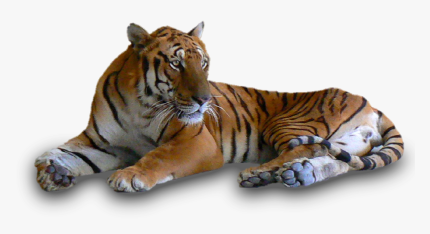 4256455157, Tigers - Tigers In Black And White, HD Png Download