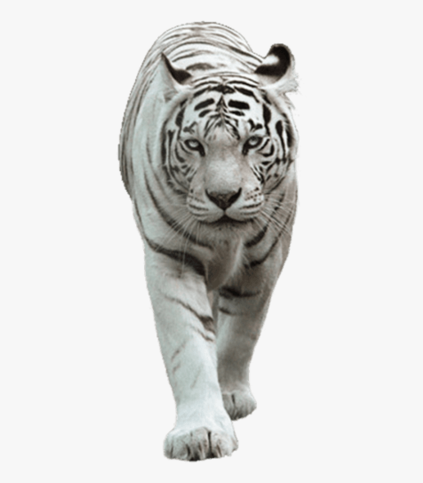 White Tiger Png - Transparent White Tiger Png, Png Download