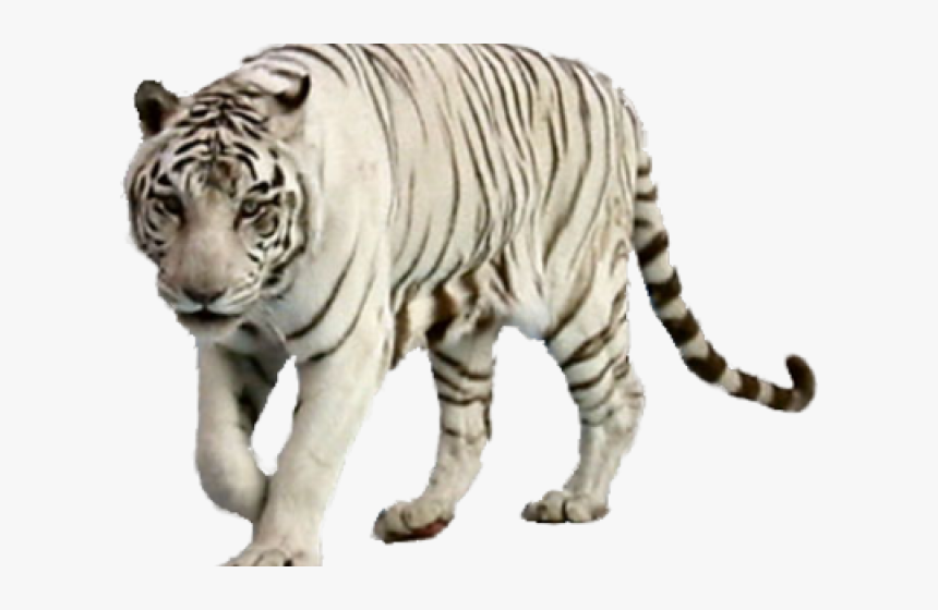 White Tiger Png Transparent Images - Transparent White Tiger Png, Png Download