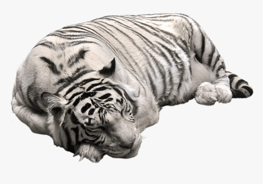 White Tiger Png Pictute - White Tiger Png, Transparent Png