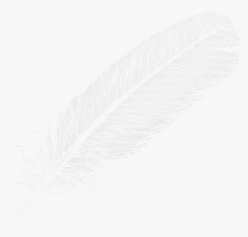 Feather - Large White Feather Png, Transparent Png