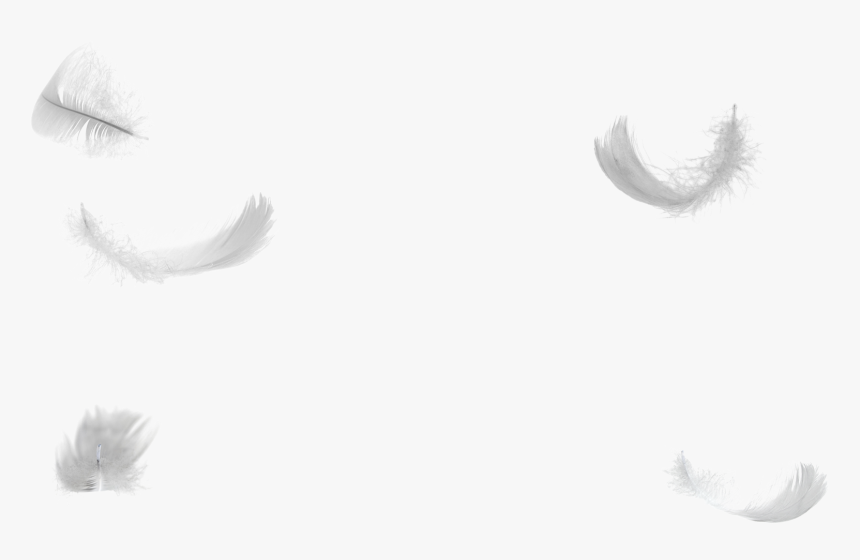 Transparent Background Swan Feathers, HD Png Download