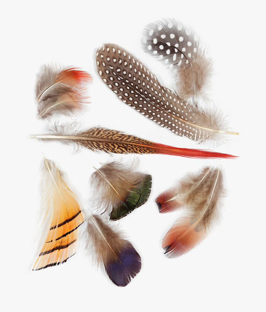 Bird Feather Png Background Image - Bird Feathers, Transparent Png