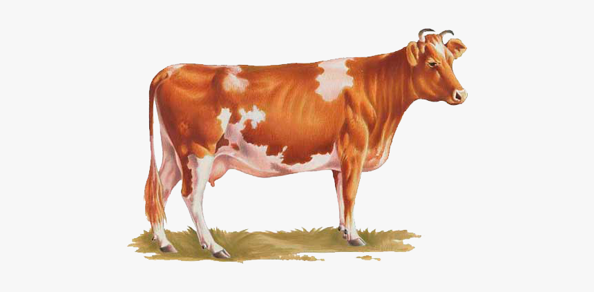 Cow Png - Transparent Background Cow Png, Png Download