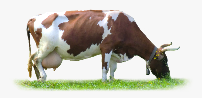 Cow Png , Png Download - Cow Images Hd Png, Transparent Png