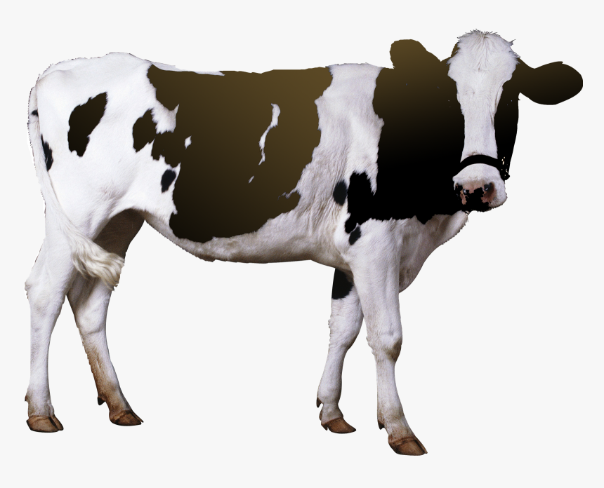 Cow Png Free Pic - Cow De Horn Machine, Transparent Png