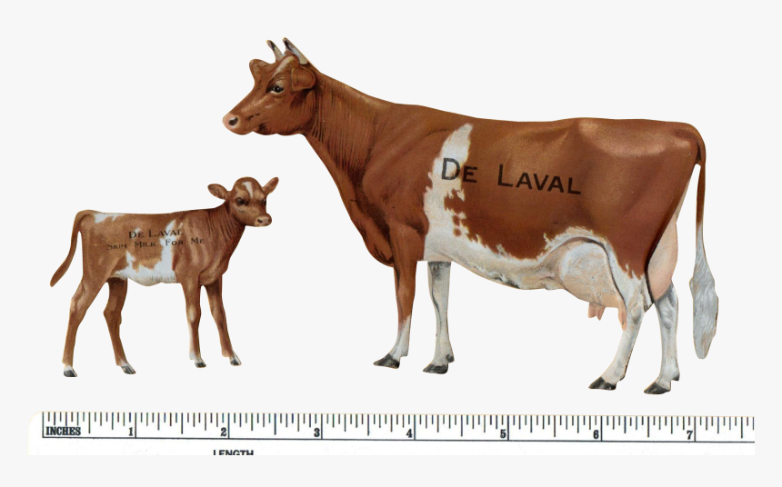 Cattle, HD Png Download