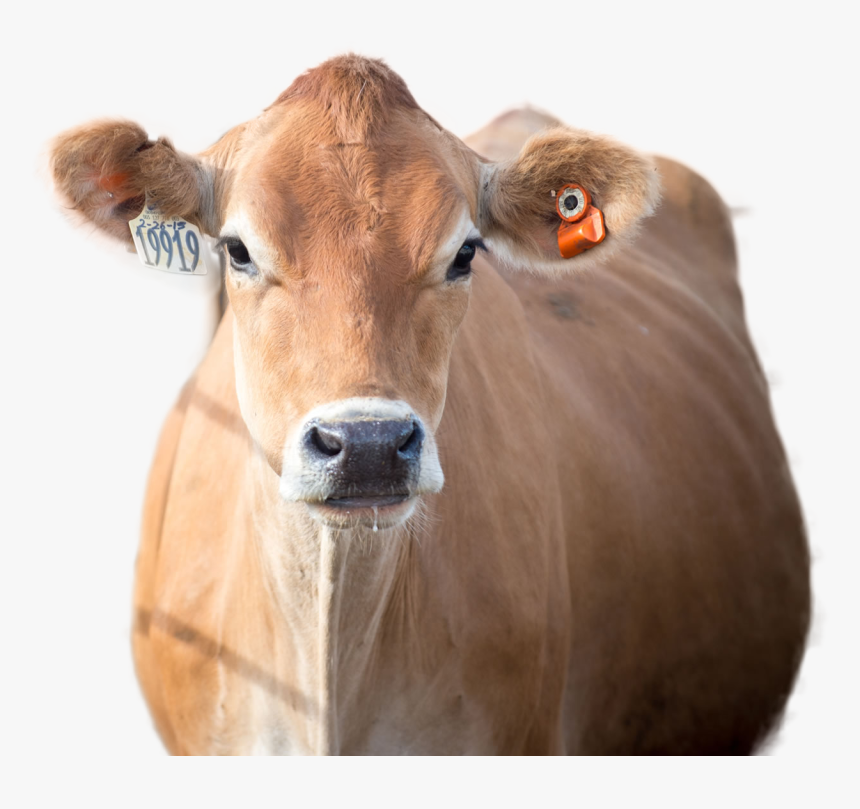 Cow Png Image - Working Animal, Transparent Png