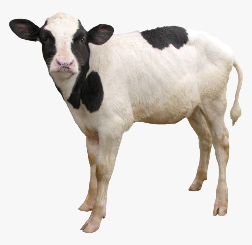 Cow Png, Download Png Image With Transparent Background, - Transparent Calf Png, Png Download