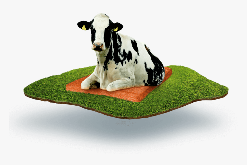 Cow Laying On The Dutch Mountain Mattress - Крс Пнг, HD Png Download