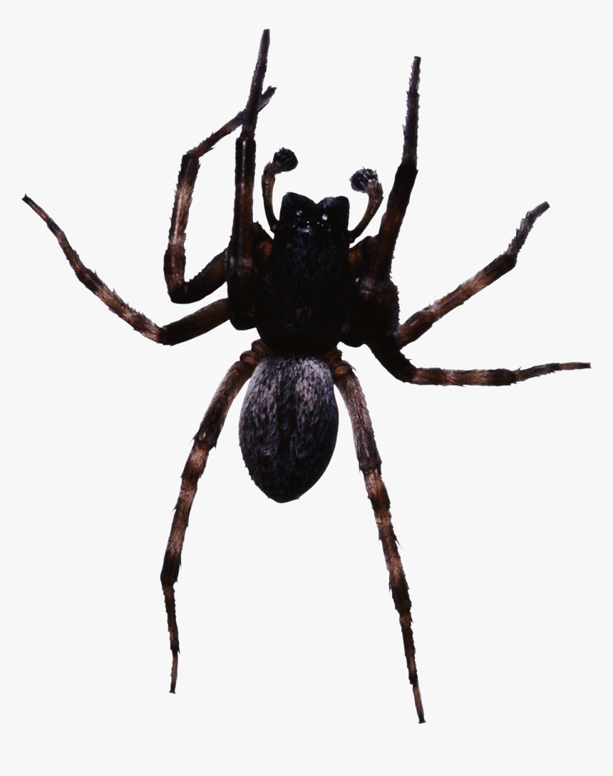 Large Black Spider - Spider Png, Transparent Png