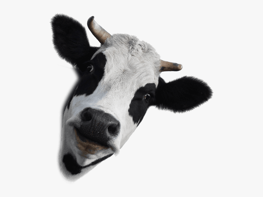 Cow Face Transparent Background, HD Png Download