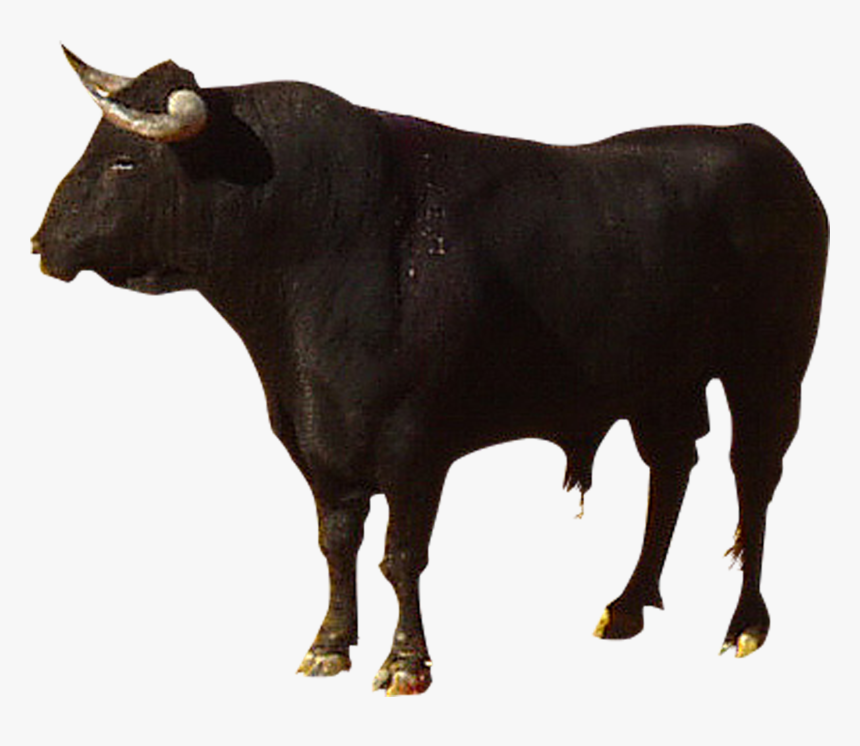 Highland Cattle Camargue Spanish - Highland Cow Png, Transparent Png