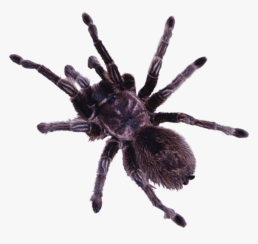 Spider Png Image - Spider Png, Transparent Png