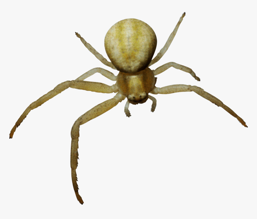 Паук Пнг, HD Png Download