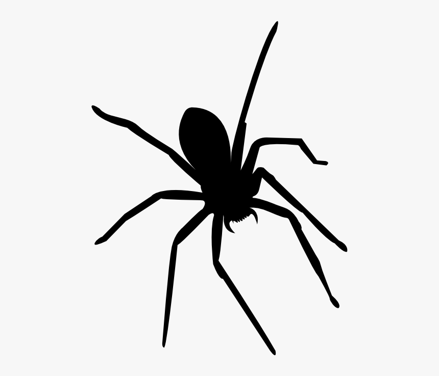 Widow Spiders Insect Mosquito Ant - Tangle-web Spider, HD Png Download