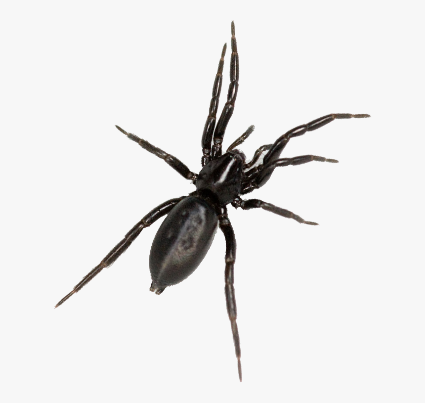 Critically Endangered Spider Found In Haachts Broek - Black Tegenaria, HD Png Download
