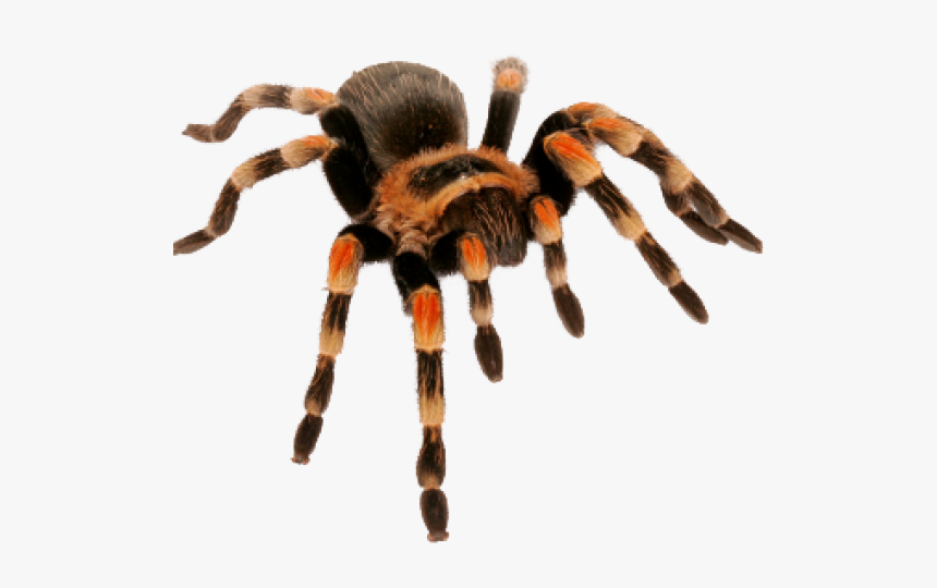 Spider Png Transparent Images - Spider Tarantula Png, Png Download