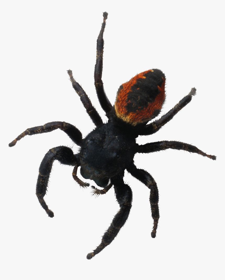 Spider Png Image - Паук Png, Transparent Png