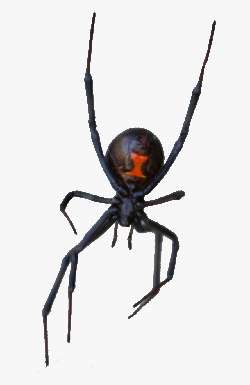 Black Widow, HD Png Download