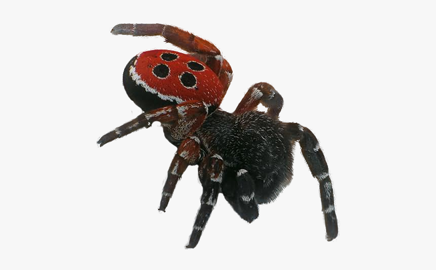 4574 - Spider Png, Transparent Png