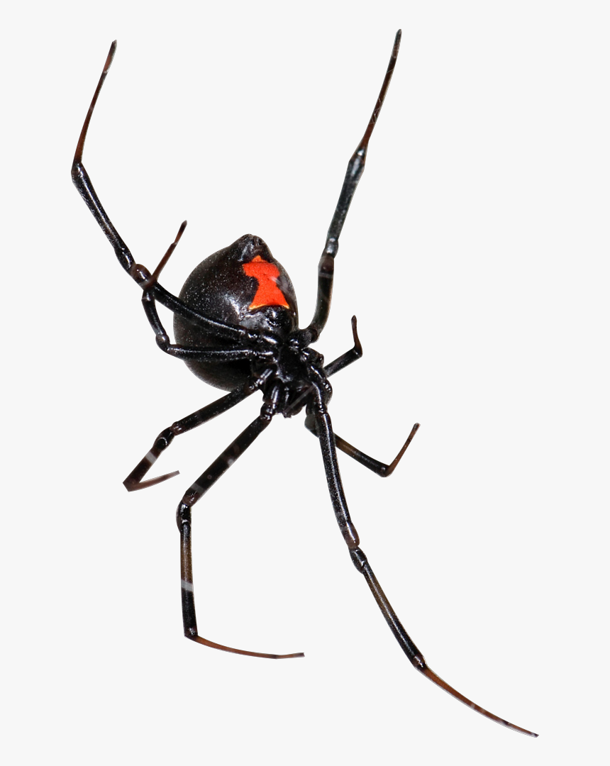Black Widow, HD Png Download