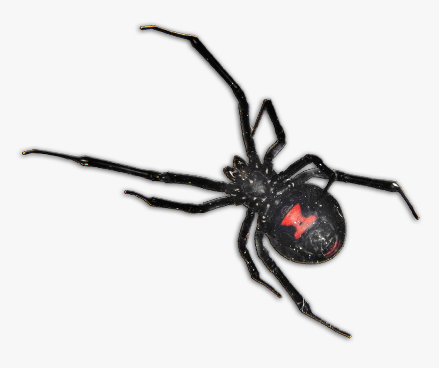 Black Widow Spider South Africa, HD Png Download