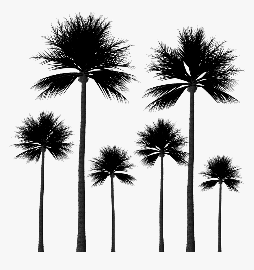 Palm Trees Png Background, Transparent Png